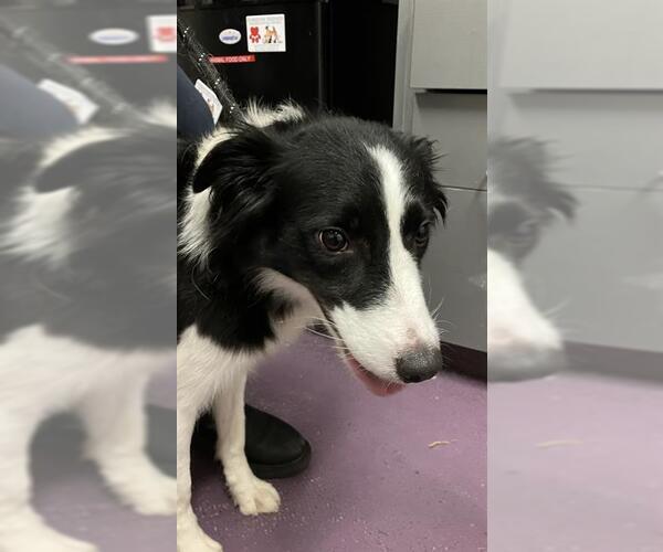 Medium Photo #1 Border Collie Puppy For Sale in Long Beach, CA, USA