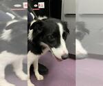 Small Border Collie