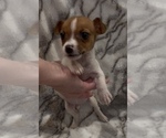 Small #1 Jack Russell Terrier