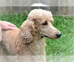 Small #3 Poodle (Standard)