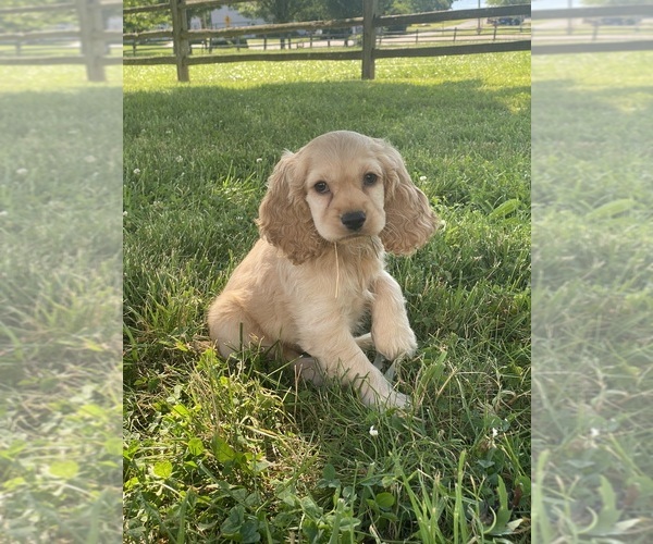 Medium Photo #1 Cocker Spaniel Puppy For Sale in CANOGA, NY, USA
