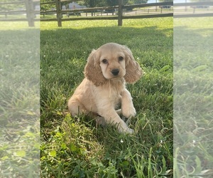 Cocker Spaniel Puppy for sale in CANOGA, NY, USA