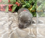 Small #15 Labrador Retriever