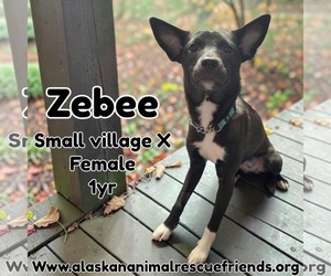 Colonial Cocker Spaniel-Unknown Mix Dogs for adoption in Anchorage, AK, USA