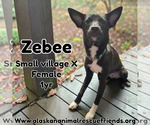 Zeebee - Female Colonial Cocker Spaniel-Unknown Mix Dog for Adoption - Small photo