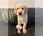Puppy Lola Belgian Malinois-Goldendoodle Mix
