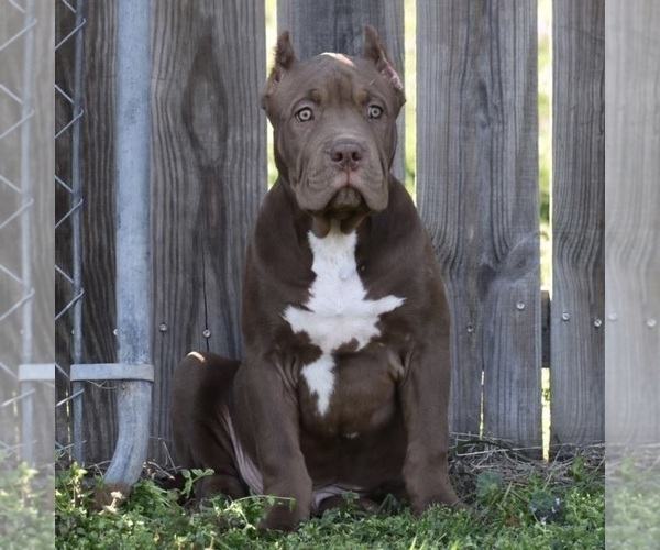 Medium Photo #1 American Bully Puppy For Sale in BOLIVAR, MO, USA