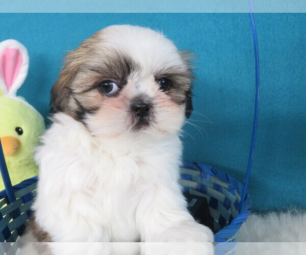Medium Photo #1 Shih Tzu Puppy For Sale in PHELAN, CA, USA