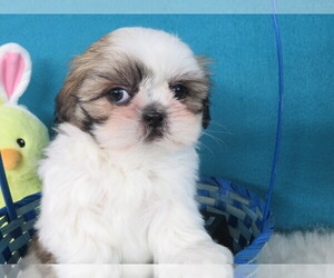 Medium Shih Tzu