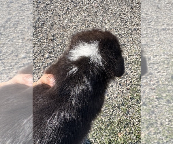 Medium Photo #5 Pembroke Welsh Corgi Puppy For Sale in OAKLEY, CA, USA