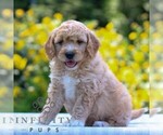 Small #2 Goldendoodle (Miniature)