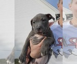Puppy 1 American Pit Bull Terrier