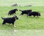 Small Photo #4 German Shepherd Dog Puppy For Sale in MORRISVILLE, MO, USA