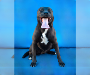 Labrador Retriever Dogs for adoption in Pasadena, CA, USA