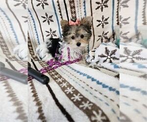 Morkie Puppy for sale in WEST PALM BEACH, FL, USA