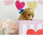 Small Photo #4 Goldendoodle Puppy For Sale in LITTLE ROCK, AR, USA