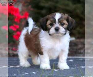 Zuchon Puppy for sale in EDISON, NJ, USA