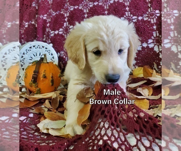 Medium Photo #9 Golden Retriever Puppy For Sale in MERCED, CA, USA