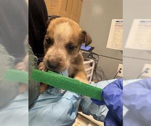 Chihuahua Dogs for adoption in San Martin, CA, USA