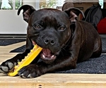 Small #5 Staffordshire Bull Terrier
