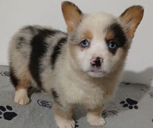 Pembroke Welsh Corgi Puppy for sale in MILTON, WI, USA