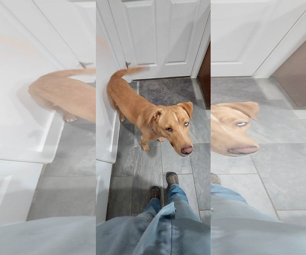 Medium Photo #3 Golden Retriever-Huskies  Mix Puppy For Sale in Dallas, TX, USA