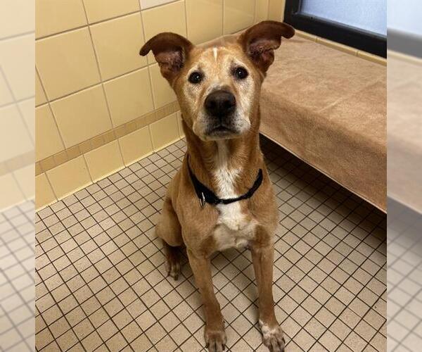 Medium Photo #1 Labrador Retriever-Unknown Mix Puppy For Sale in Denver, CO, USA