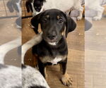 Small #3 Labrador Retriever Mix
