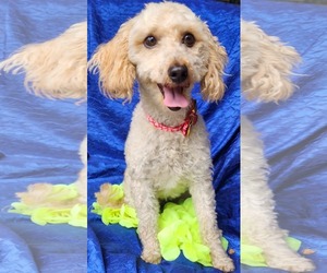 Goldendoodle (Miniature) Dogs for adoption in Cuba, NY, USA