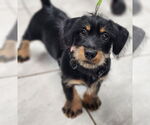 Small #4 Basset Hound Mix