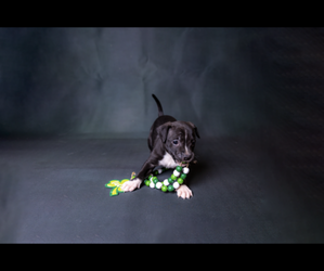 American Pit Bull Terrier Puppy for sale in PENDLETON, IN, USA