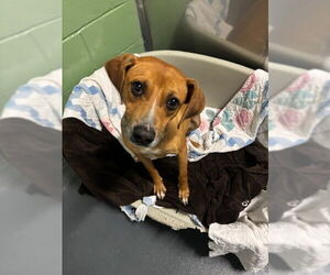 Mutt Dogs for adoption in Elmsford, NY, USA