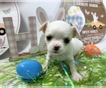 Puppy AKC Thor Chihuahua