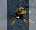 Small Photo #1 Bernedoodle Puppy For Sale in INDEPENDENCE, MO, USA