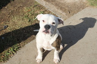 American Bulldog Puppy for sale in RIO LINDA, CA, USA