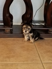 Morkie Puppy for sale in GOODYEAR, AZ, USA