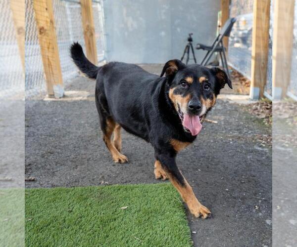 Medium Photo #3 Rottweiler-Unknown Mix Puppy For Sale in Dellslow, WV, USA