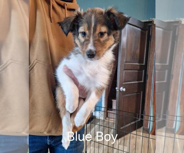 Medium Photo #1 Collie Puppy For Sale in BLUFFTON, IN, USA