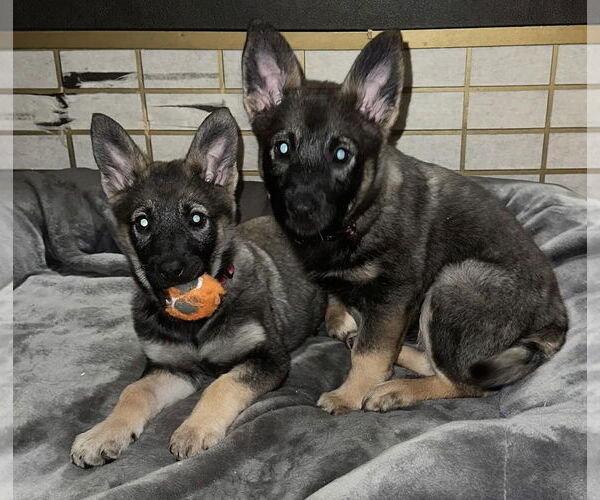 Medium Photo #4 German Shepherd Dog-pomeranian spitz Mix Puppy For Sale in Princeton, MN, USA