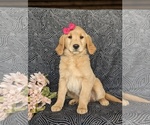 Small #2 Golden Retriever