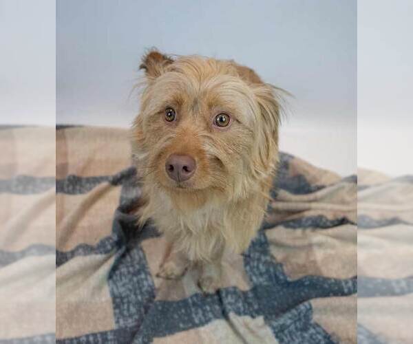 Medium Photo #4 Mutt Puppy For Sale in Kennesaw, GA, USA