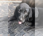 Small Photo #2 Labrador Retriever Puppy For Sale in SAINT AUGUSTINE, FL, USA