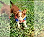 Small #4 Border Collie