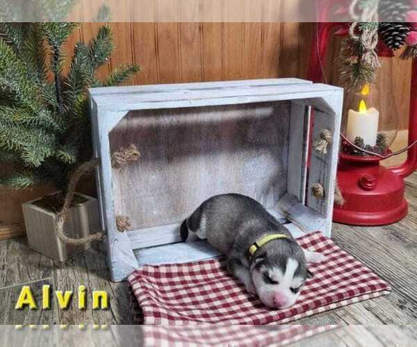 Medium Photo #3 Siberian Husky Puppy For Sale in MIAMI, OK, USA
