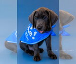 Small Labrador Retriever Mix