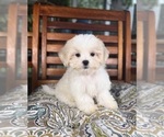 Miles - Male Mal-Shi Puppy for Sale - Photo #2