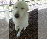 Small Great Pyrenees