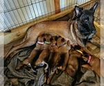Small Photo #8 Belgian Malinois Puppy For Sale in HOYT, KS, USA