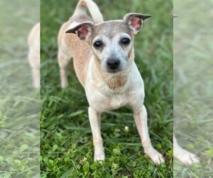 Rat Terrier Dogs for adoption in Pacolet, SC, USA