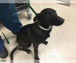 Small Labrador Retriever Mix
